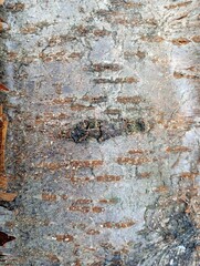 dry cherry tree bark