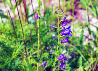 Campanula sibirica, Campanula undulata , purple bell flowers in summer garden. Background.