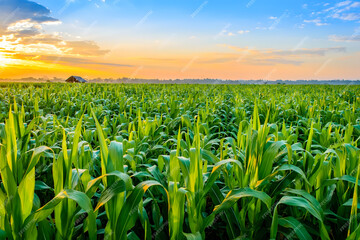 Fototapeta premium corn crops with a dramatic sky