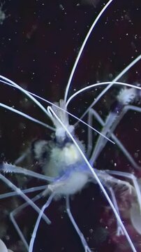 Discover the fascinating world of the Banded Coral Shrimp as it navigates through a vibrant coral reef, exhibiting its unique behaviors against a backdrop of stunning marine life and corals.