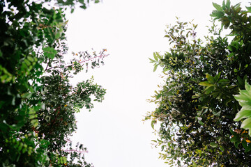 A bright blue sky with fluffy white clouds creates a cheerful backdrop