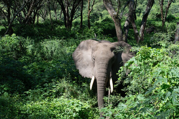elephant coming out of the bush looking straight at me in lake manyara tanzania