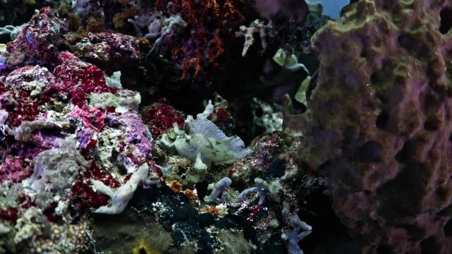 eaf Fish in Close up Shot in the Coral - Bunaken and Siladen Reef, in the North Sulawesi in Indonesia