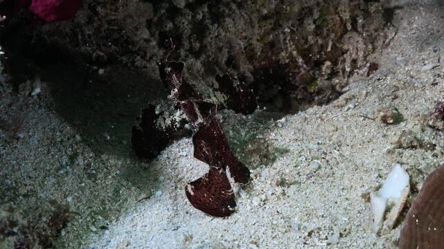 eaf Fish in Close up Shot in the Coral - Bunaken and Siladen Reef, in the North Sulawesi in Indonesia