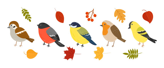 Set of cute birds different breeds, colors. Sparrow, siskin, robin, tit, bullfinch. Autumn birds, leaves and berries. Vector illustration, hand drawn, flat style.