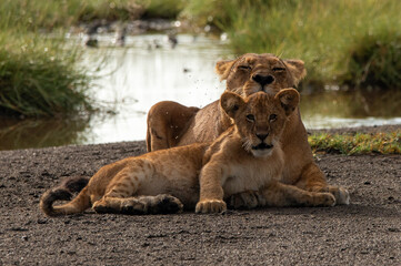Portrait of a lioness and her cub lying next togheter in a riverbank tanzania