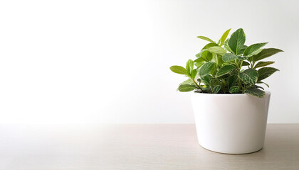 A small houseplant in a white pot on side position provides copy space for text. background concept isolated white
