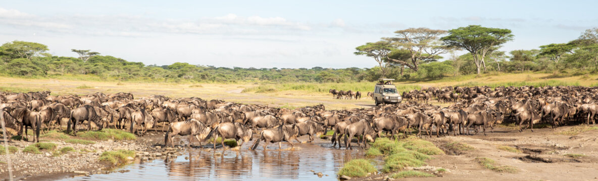 panorama view very big herd of wildebeast crossing a river in ndutu serengeti tanzania