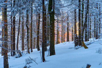 Fototapeta premium Walking in winter forest on weekend, trees covered in snow. Hiking along popular routes