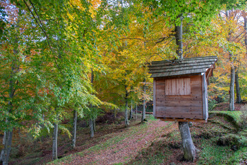 Wooden house built on tree
