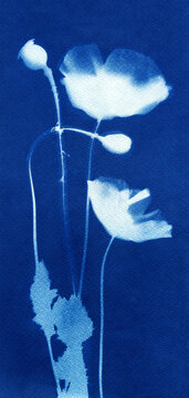 Poppy flowers illustration. Botanical illustration. Floral arrangement. Plant silhouette. White on blue. Cyanotype creation process. Sun print.