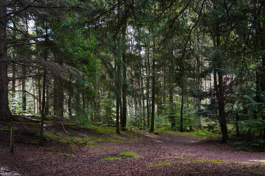 Faskally forest northwest of Pitlochry