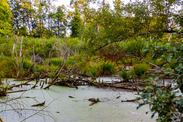 Landscape at high moor in Pfrunger Ried, Germany