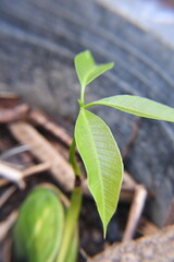 a seedling of mango in the pot