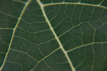 The texture and fiber of leaves
