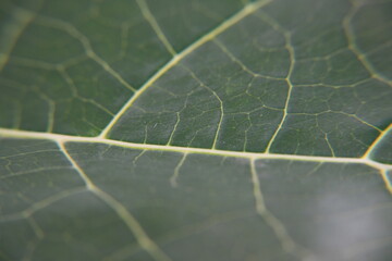 The texture and fiber of leaves