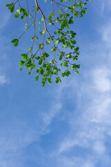 Fototapeta premium A cluster of vibrant green leaves of Madagascar almond on thin branches set against a clear blue sky with a few wispy white clouds.