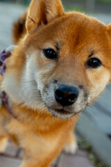 A close-up of a playful Shiba Inu enjoying a sunny afternoon walk in a park setting.