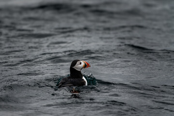 Puffin