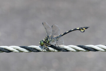 ロープにとまったウチワトンボ © MTBS PHOTO