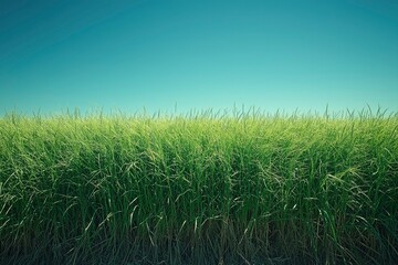 Fototapeta premium A Lush Field of Green Grass Under a Clear Blue Sky