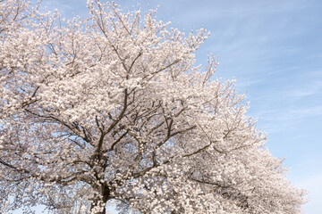 青空に映える満開の桜－埼玉県さいたま市
