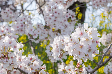 Fototapeta premium 春の日差しを浴びる桜－埼玉県さいたま市 
