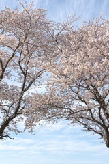 Fototapeta premium 青空に映える満開の桜－埼玉県さいたま市 
