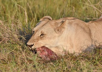 A Lioness eating a kill in long grass in Africa.