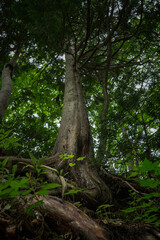荘厳な深森の樹木－群馬県利根郡片品村
