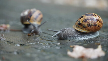 Snails walk outside after rain.
