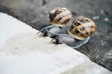Snails walk outside after rain.