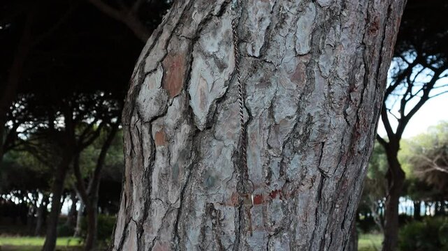 pino, &aacute;rbol viejo, llave perdida, corteza