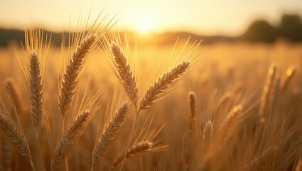 Obraz premium Golden barley field ready for harvest under the warm afternoon sun