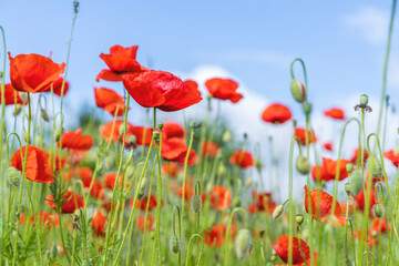 Red poppies blooming in field under blue sky