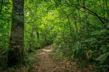 Obraz premium ハイキングコース－長野県下水内郡栄村 