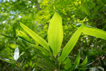 陽の当たるクマザサの葉
