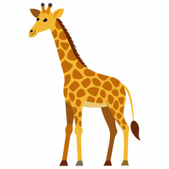 Fototapeta premium giraffe isolated on white