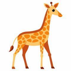 giraffe isolated on white