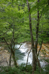 Obraz premium 緑の中を流れるハーモニカの滝－長野県下水内郡栄村 