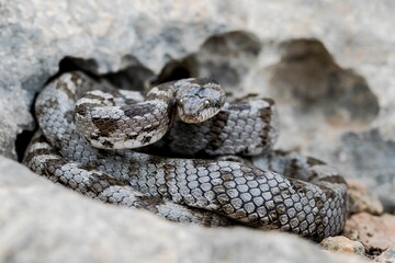 A detail shot of European Cat snake (Telescopus fallax) or Soosan Snake, on the island of Malta.