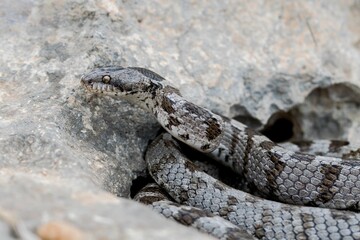 A detail shot of European Cat snake (Telescopus fallax) or Soosan Snake, on the island of Malta.