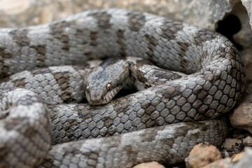 Obraz premium A detail shot of European Cat snake (Telescopus fallax) or Soosan Snake, on the island of Malta.