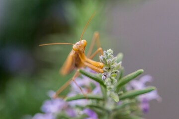 A large brown European Mantis, Mantis religiosa, waiting for its prey on a rosemary plant in Malta.