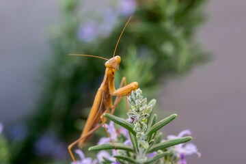 A large brown European Mantis, Mantis religiosa, waiting for its prey on a rosemary plant in Malta.