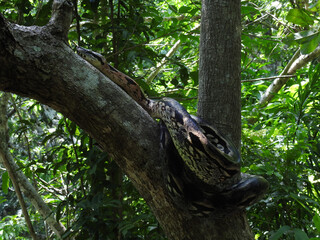 Kaiserboa ringelt sich um einen Baum im Lokobe Nature Special Reserve