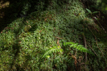 苔のついた木の新葉－長野県下高井郡山ノ内町
