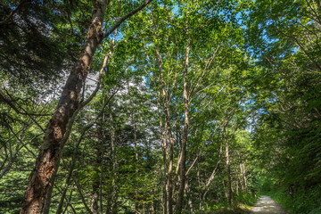 緑に包まれた林道－長野県下高井郡山ノ内町
