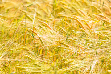 Wheat field swaying in the summer breeze