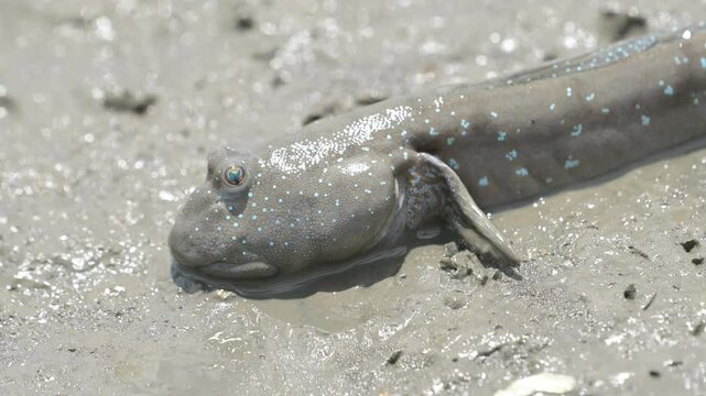 干潟で休むムツゴロウ